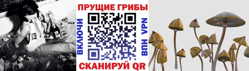 Галлюциногенные грибы GOLDEN TEACHER  купить  цена  kraken ссылки  Фурманов 